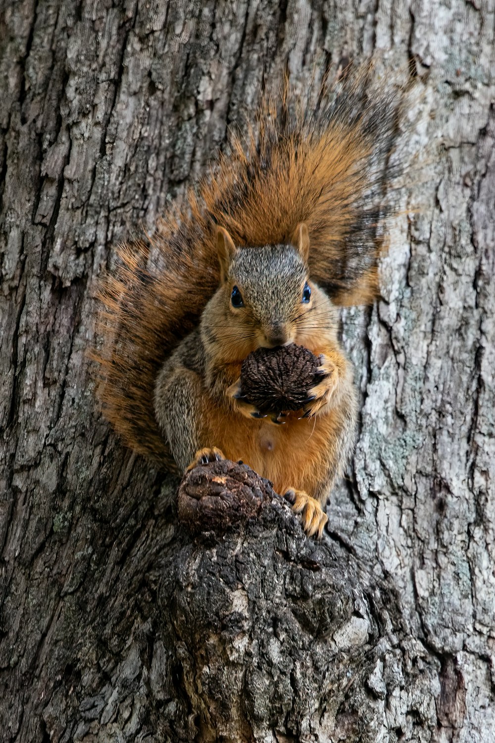 a squirrel is eating a nut on a tree
