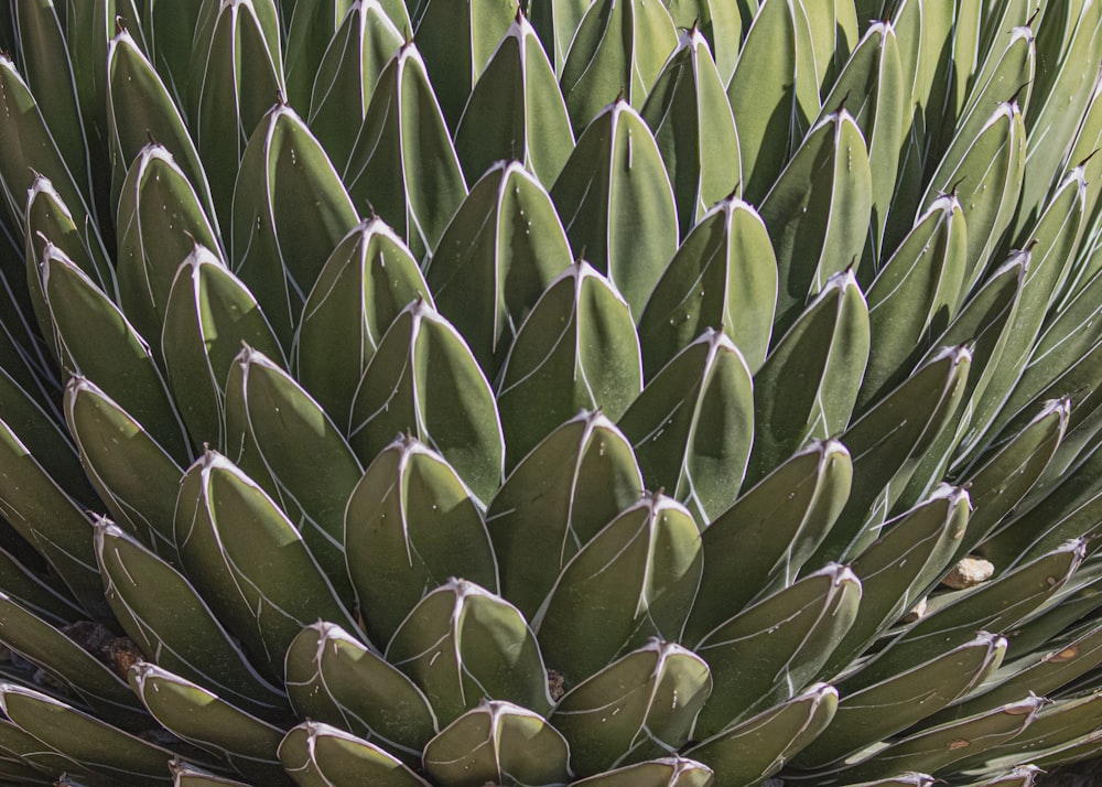 a close up of a large green plant