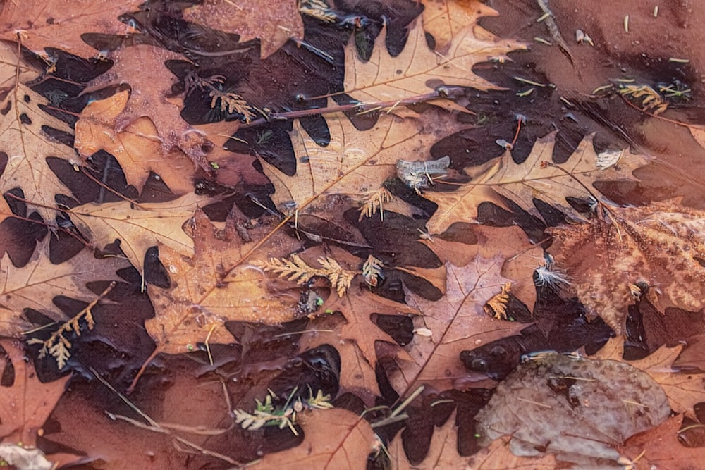 a bunch of leaves that are laying on the ground