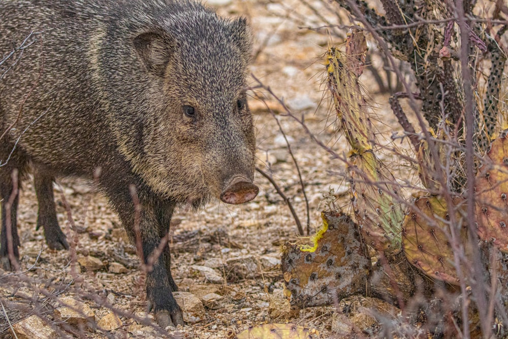 a wild boar standing in a rocky area