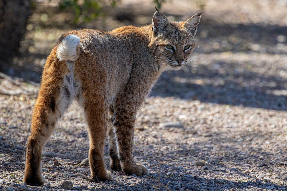 a close up of a cat on a dirt ground