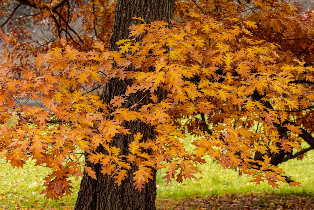 a tree with orange leaves in a park