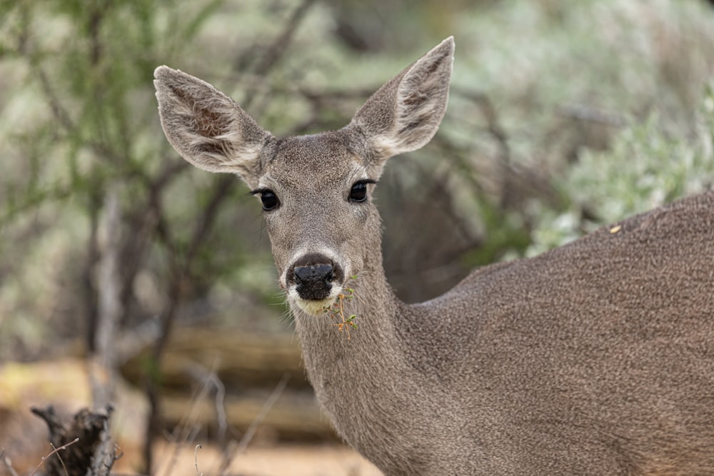 a close up of a deer in a forest