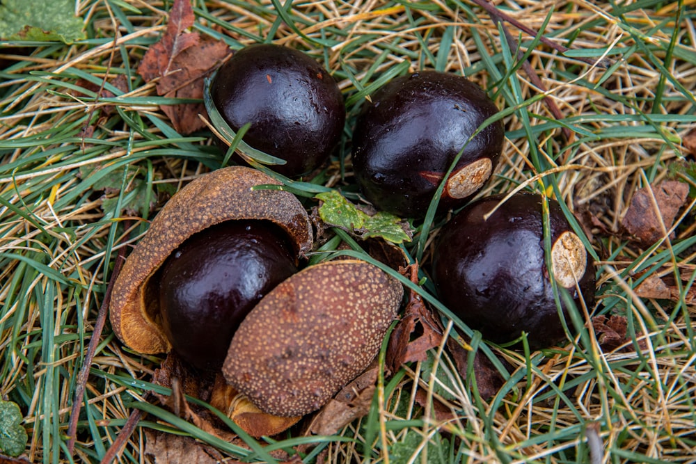 a group of fruit sitting on top of a grass covered ground