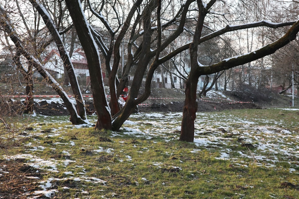 a snow covered field with trees and a red fire hydrant