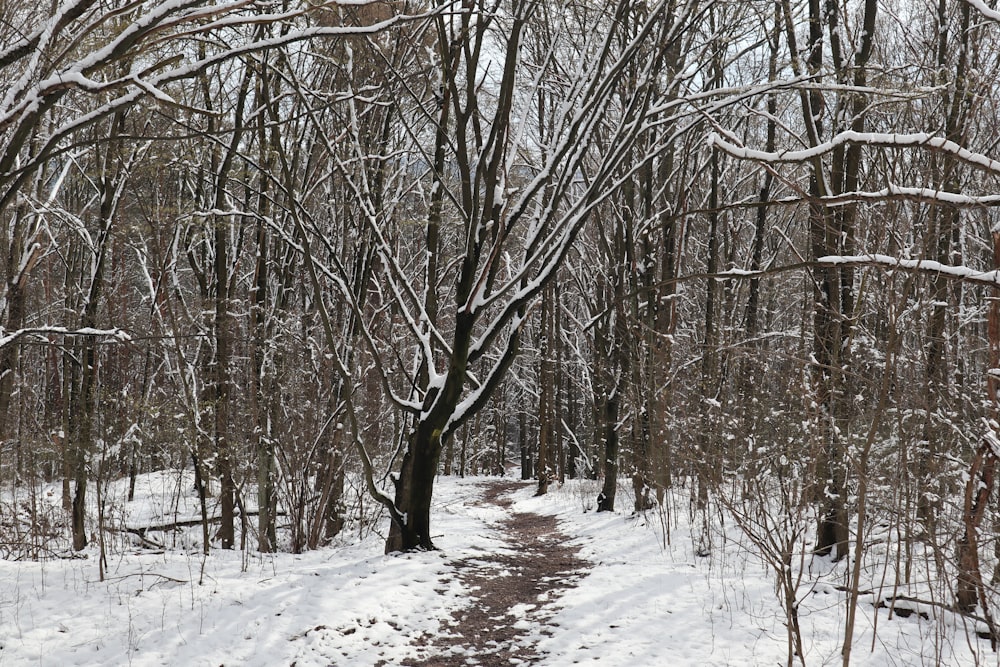 a path in the woods covered in snow