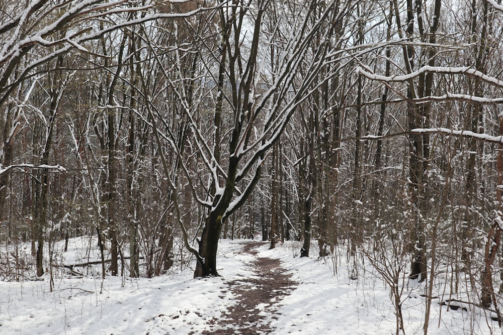Un chemin dans les bois couvert de neige