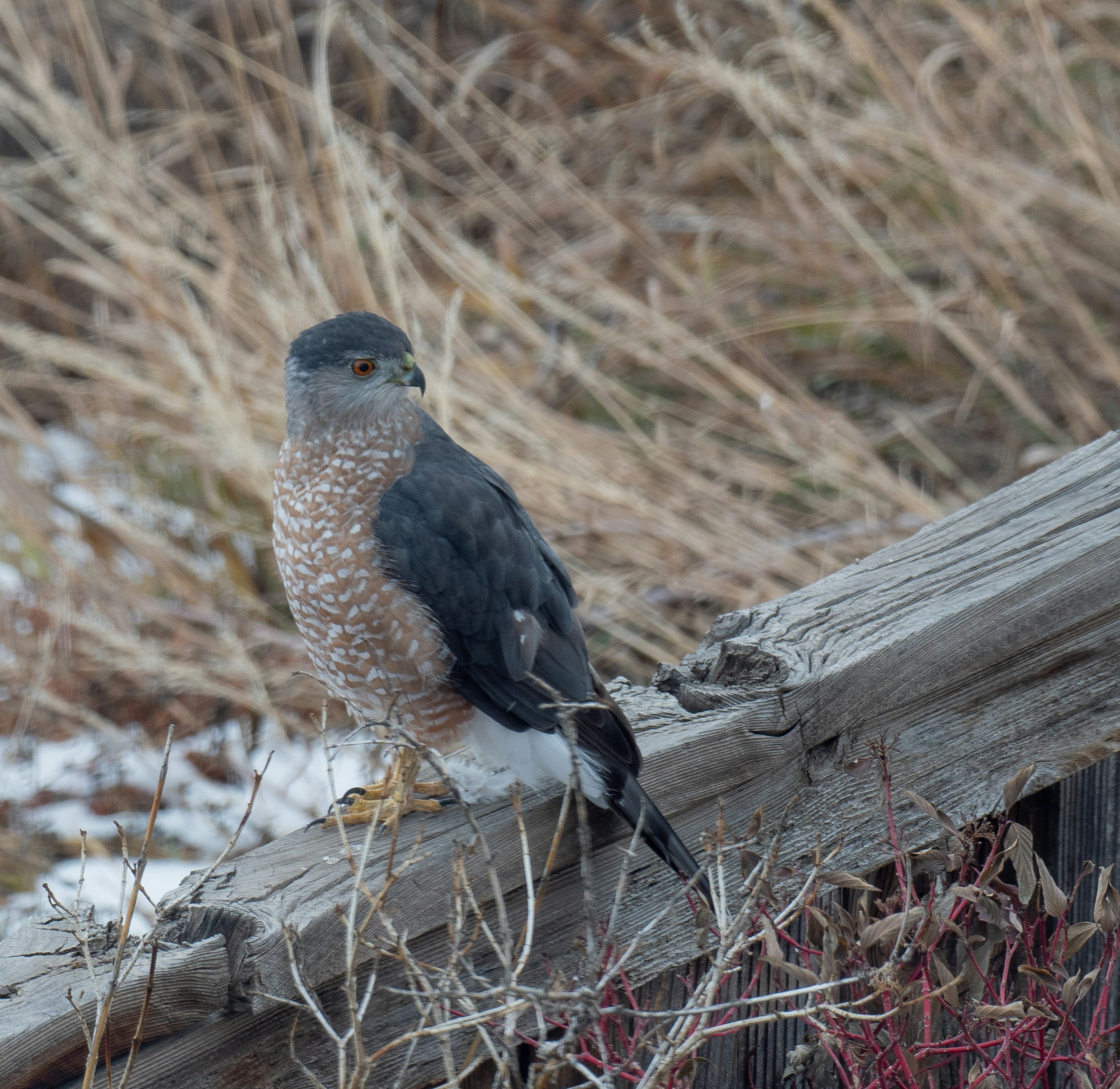 a bird perched on a wooden fence post