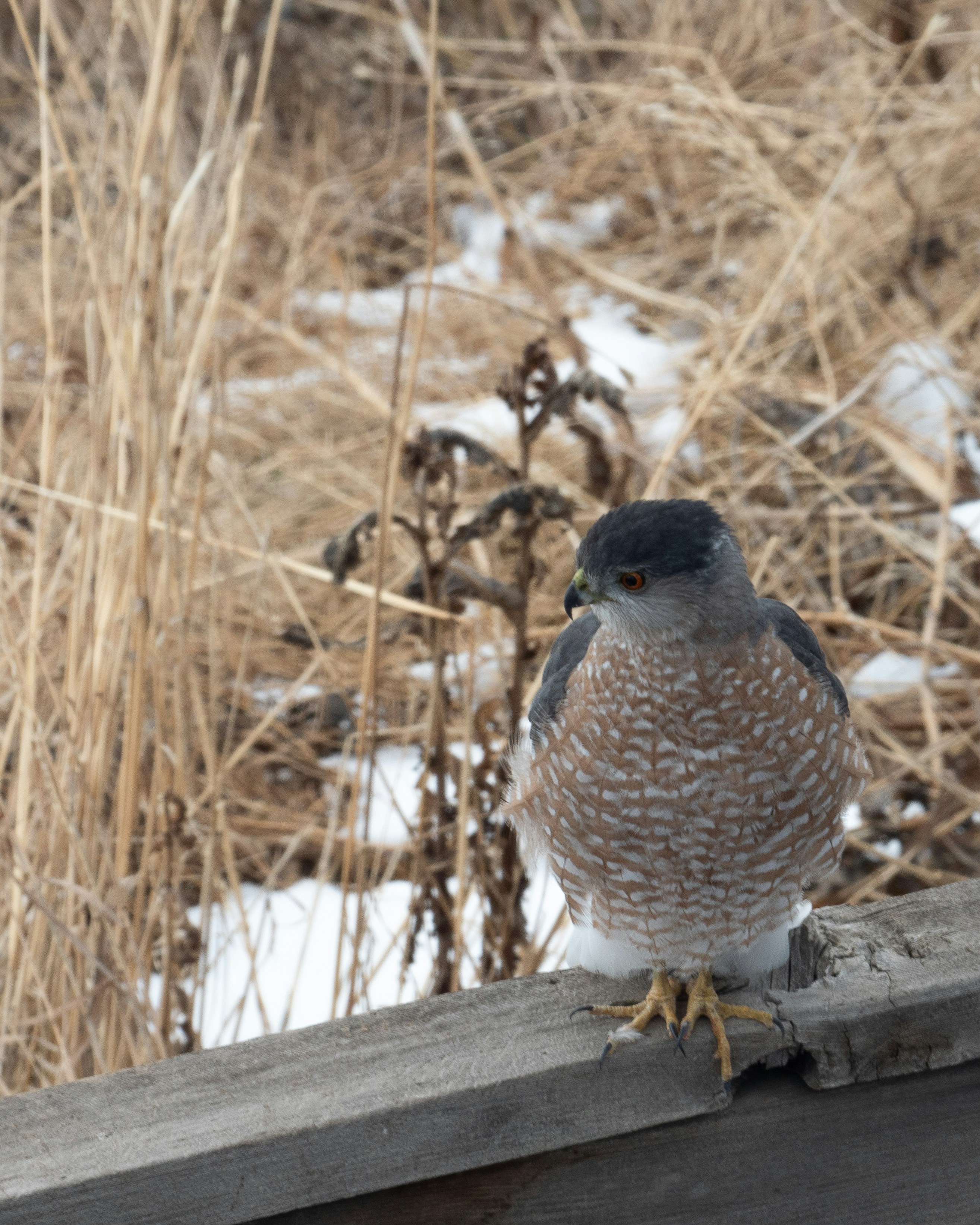 a small bird perched on a wooden rail