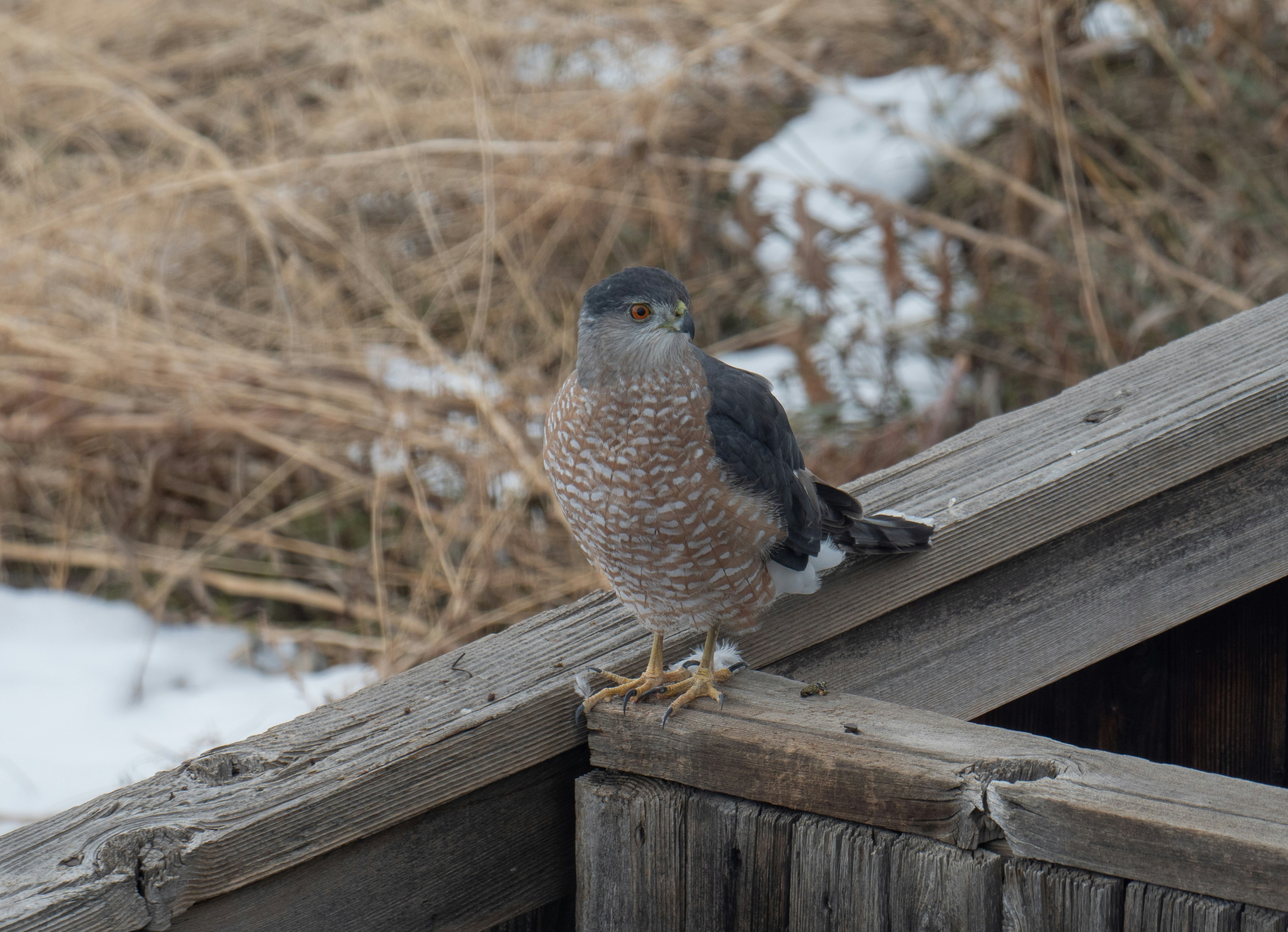 Cooper's Hawk