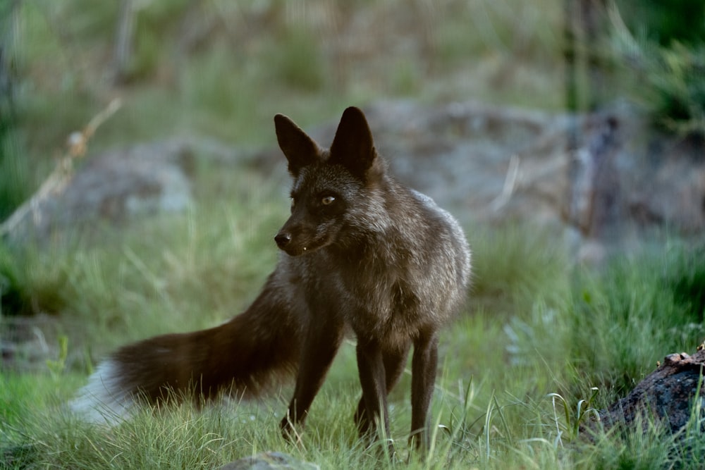 a black fox standing in a grassy field