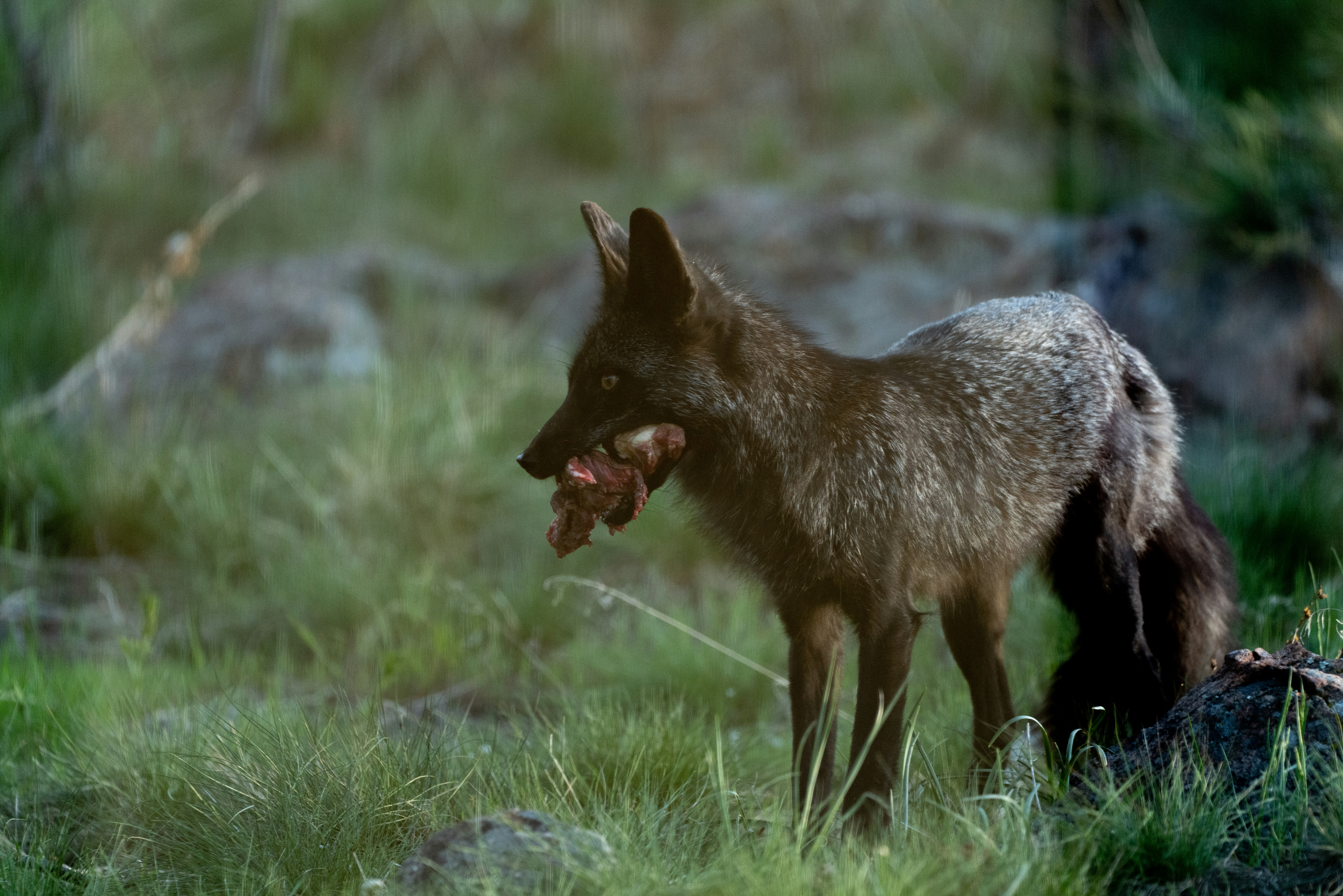 a wolf with its mouth open standing in the grass