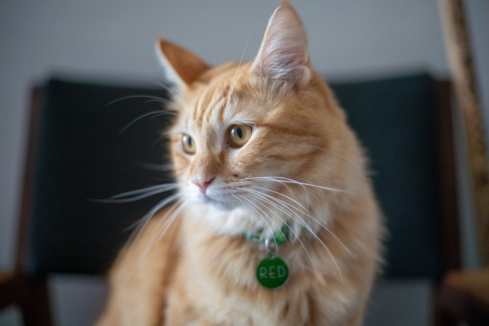 an orange cat sitting on top of a chair