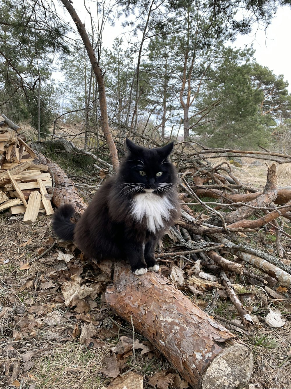 a black and white cat sitting on top of a log