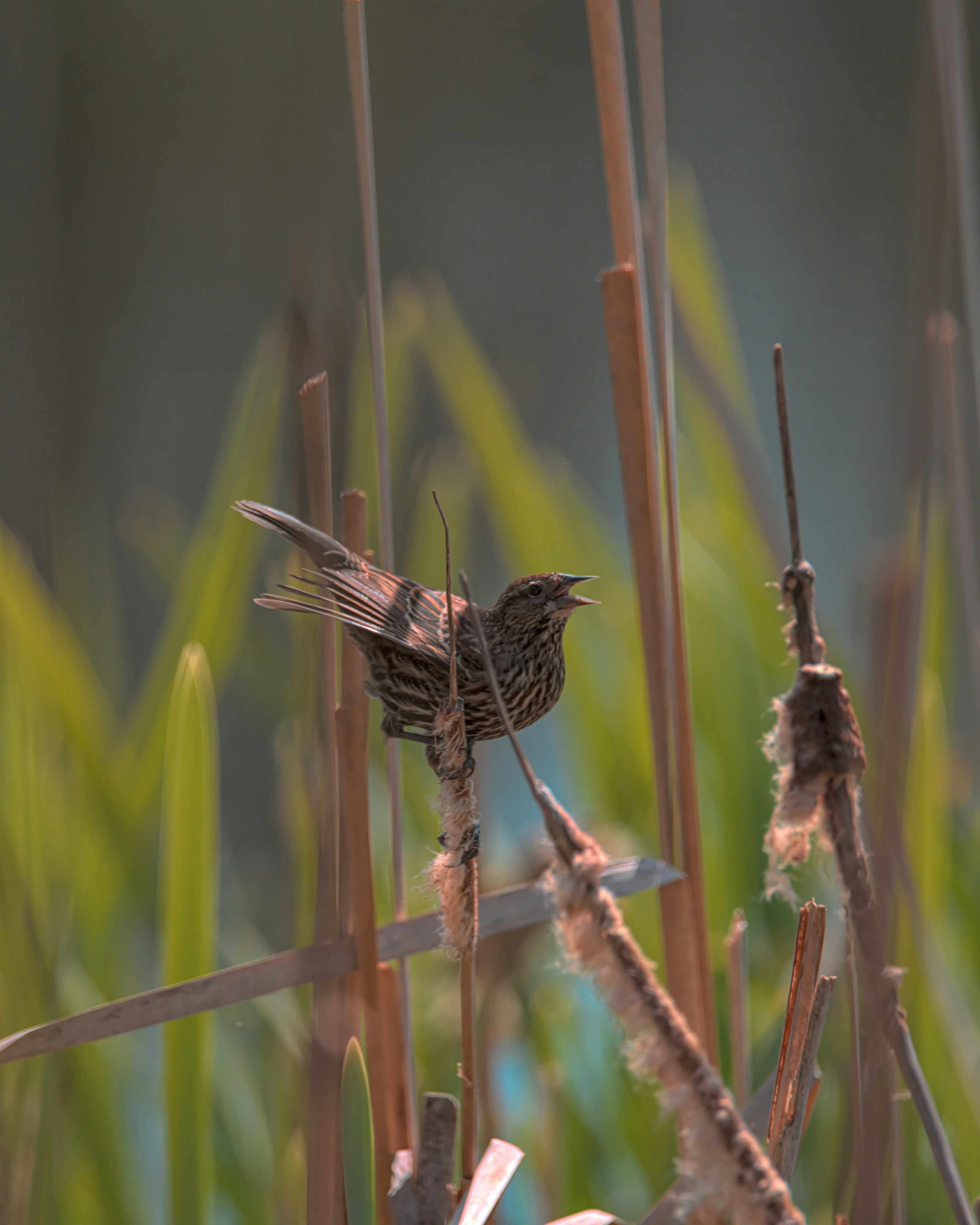a small bird sitting on top of a plant