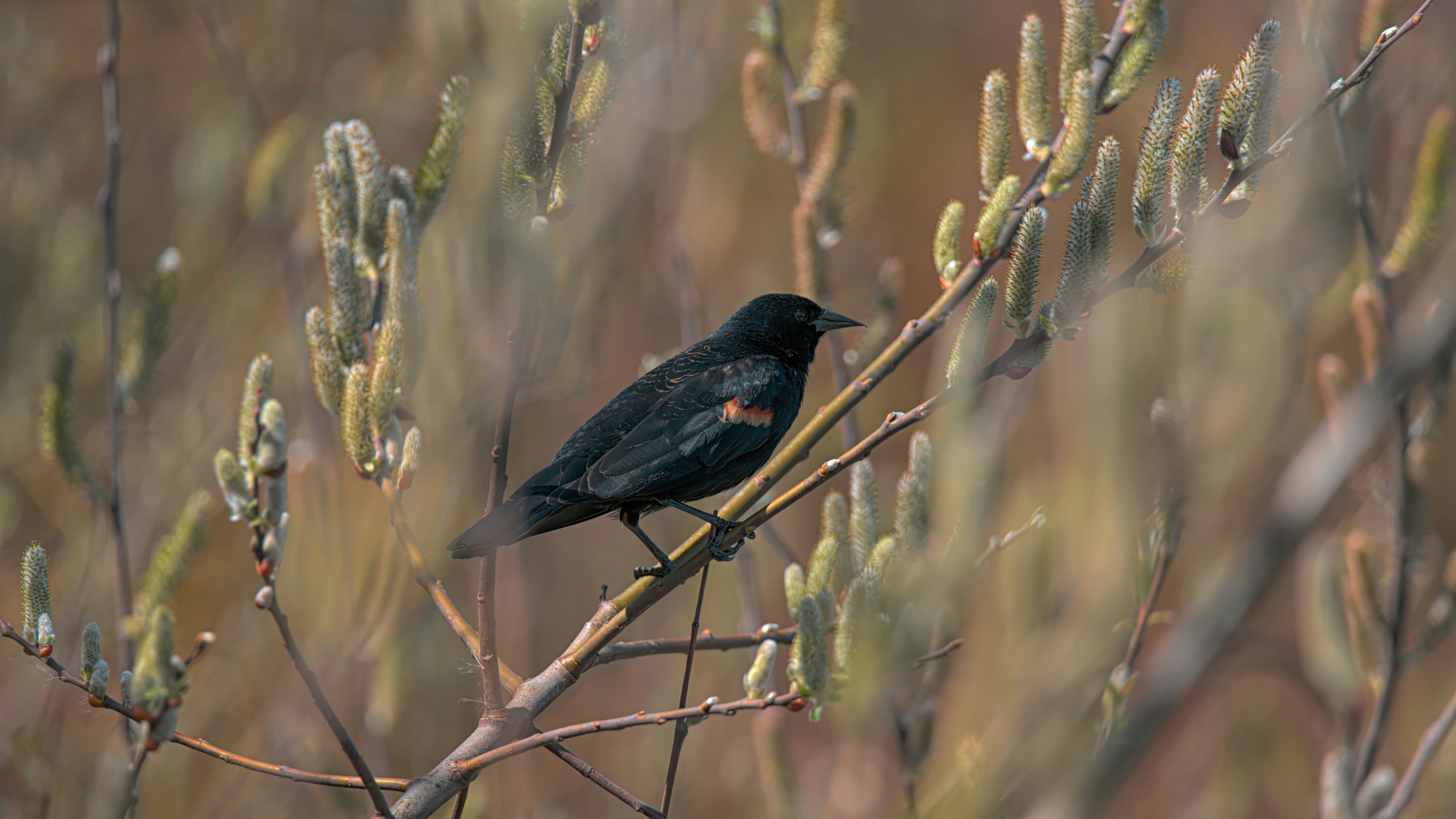 Un pájaro negro sentado en una rama de un árbol