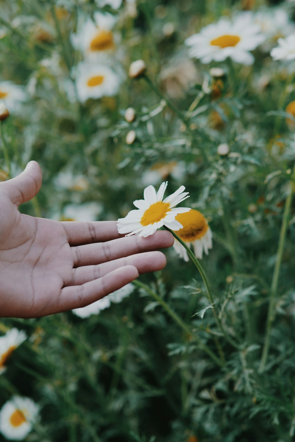 a person's hand reaching out towards a field of daisies