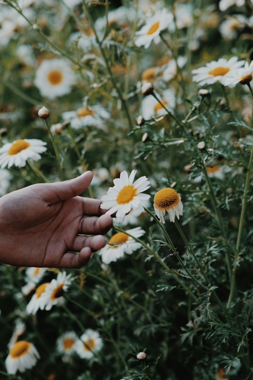 a hand reaching for a flower in a field of daisies