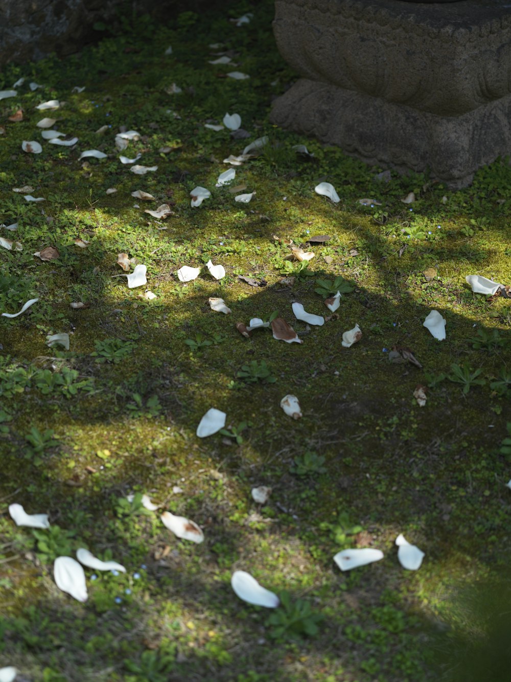 a bunch of white petals on the ground