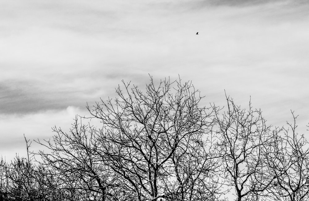 a black and white photo of trees with a bird in the sky