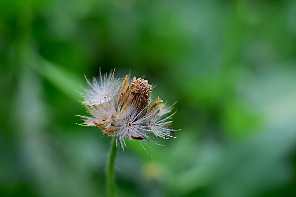 a close up of a flower with a blurry background