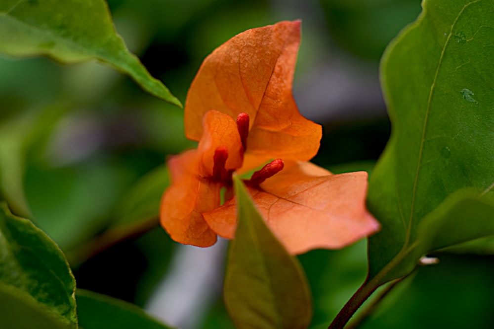 an orange flower with green leaves in the background