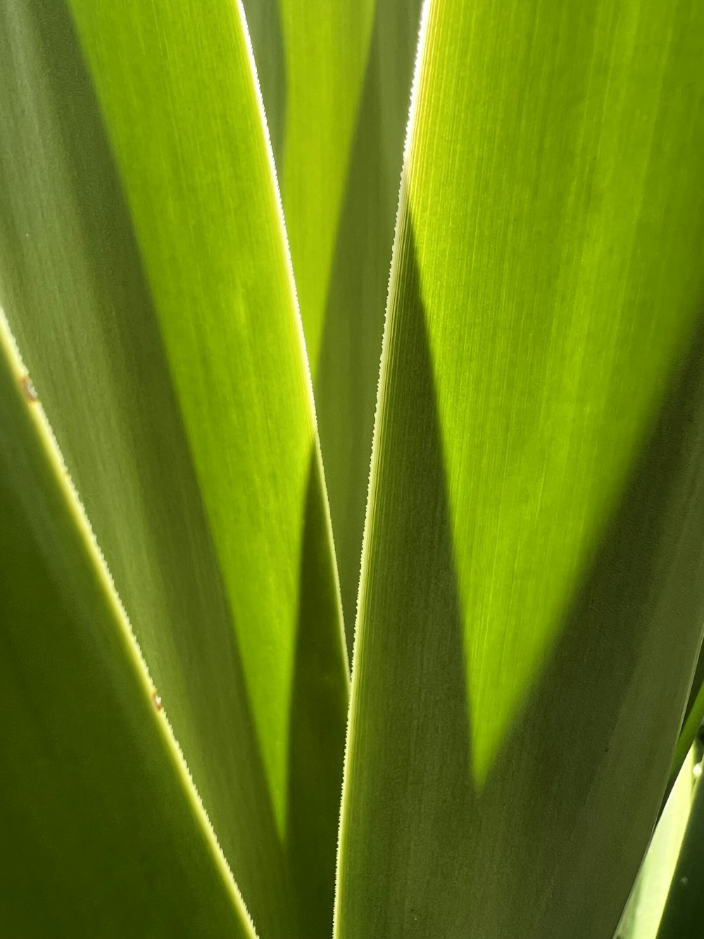 a close up view of a green plant