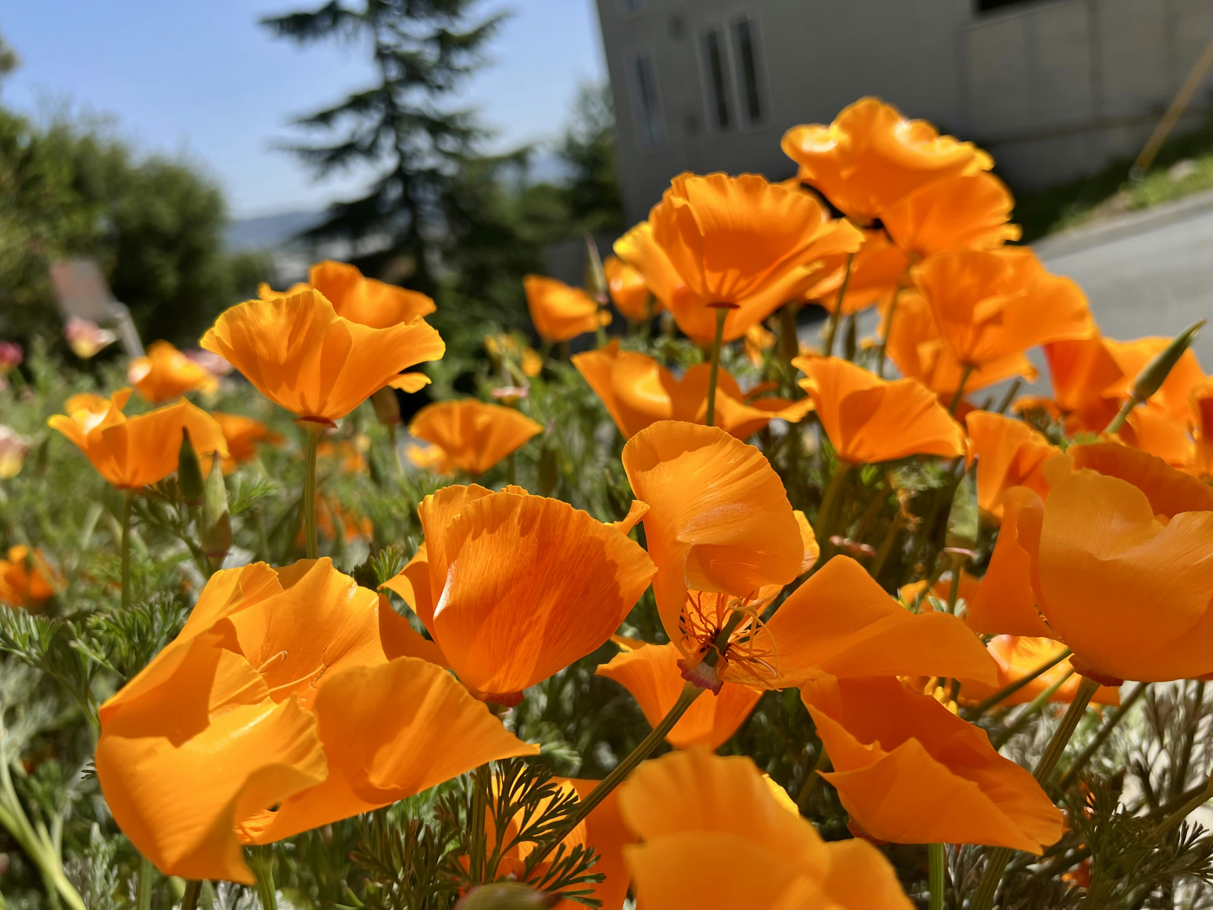 a bunch of orange flowers that are in the grass