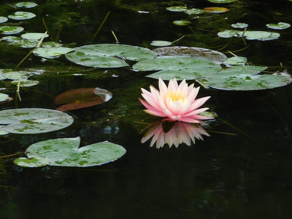 a pink water lily in a pond with lily pads