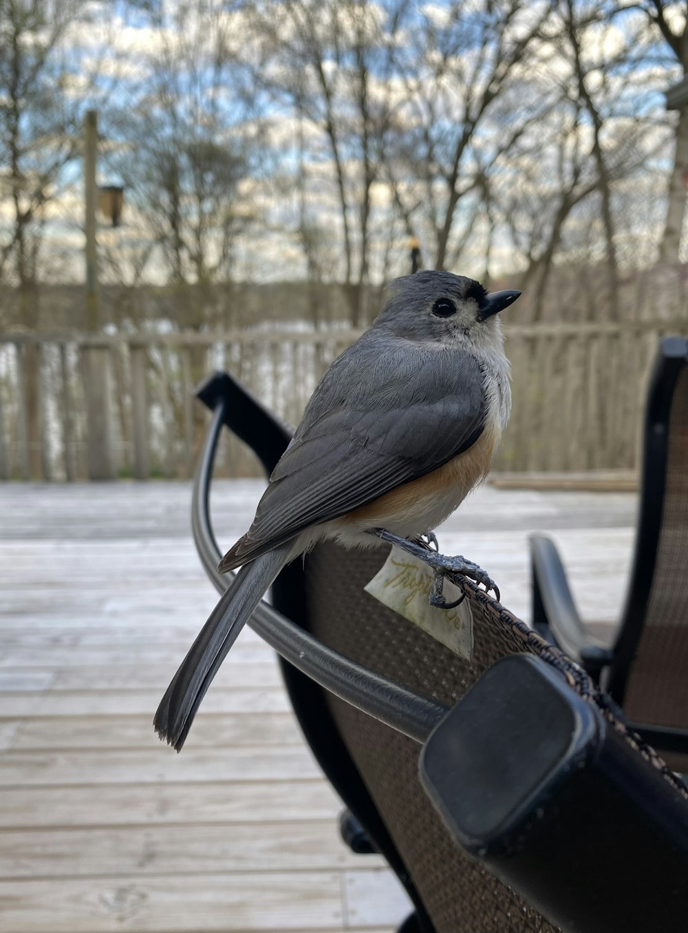 a bird sitting on a chair on a deck
