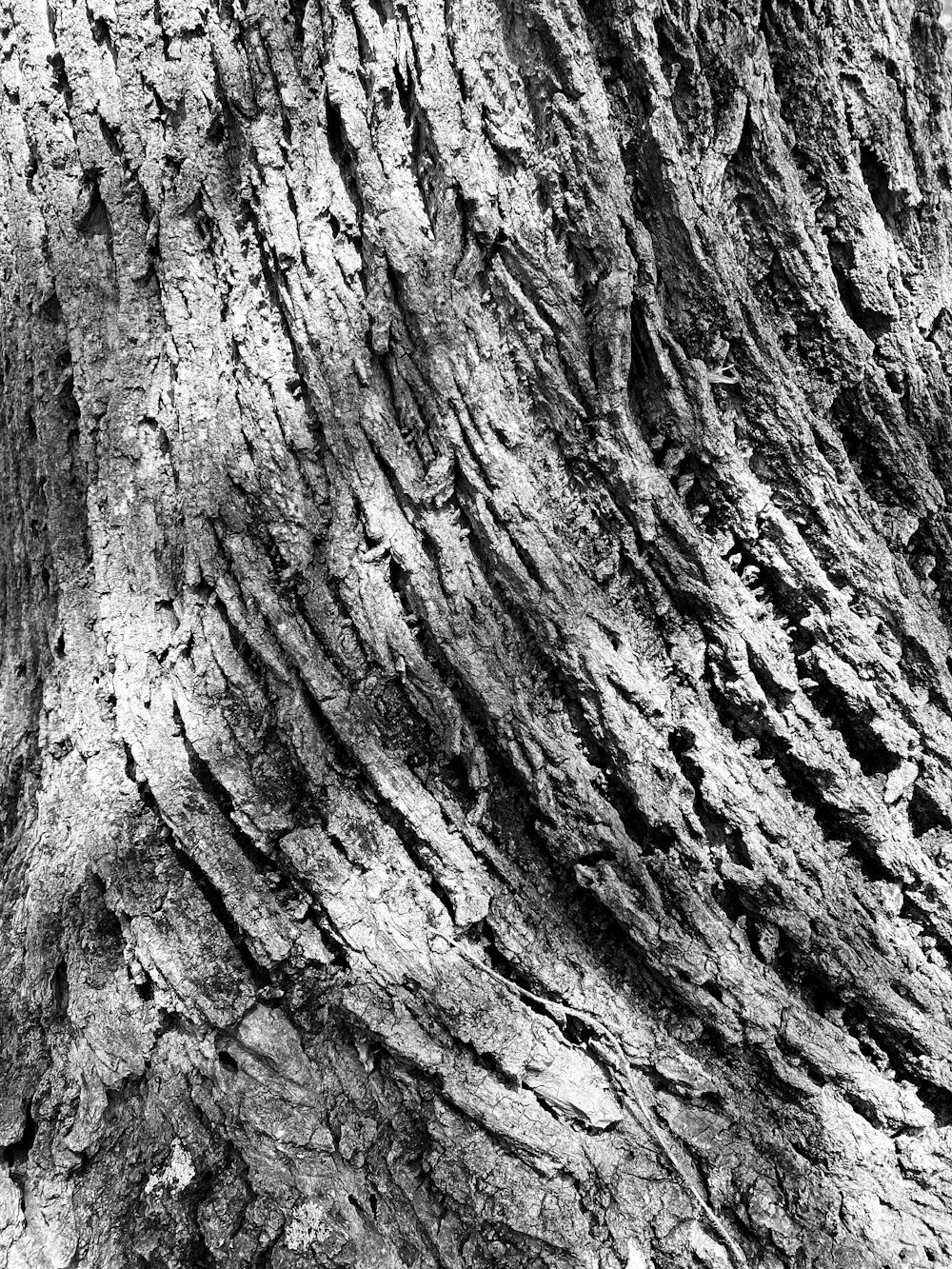 a close up of a tree bark texture