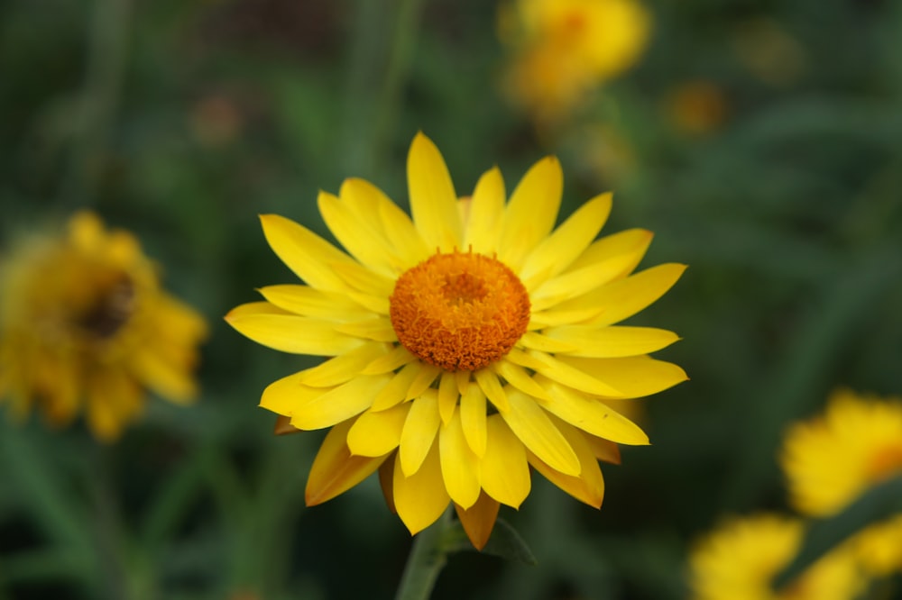 a close up of a yellow flower in a field