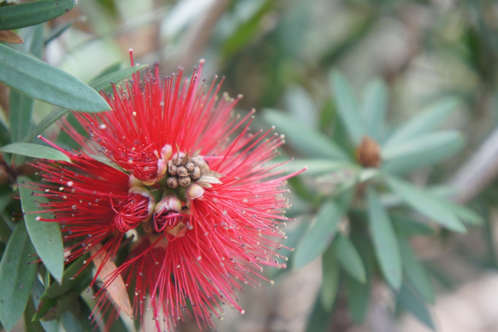 a close up of a red flower on a tree