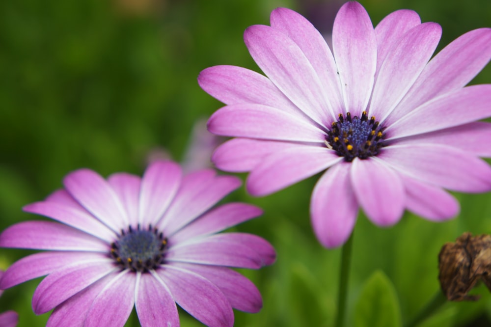 a close up of two pink flowers in a field