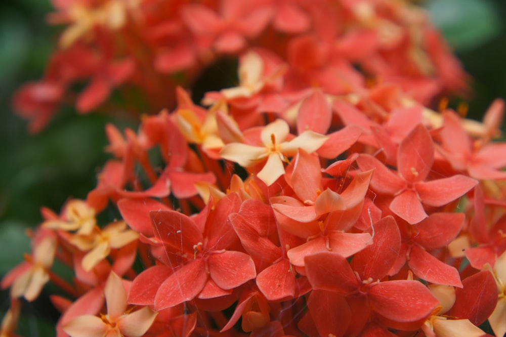 a close up of a bunch of red flowers