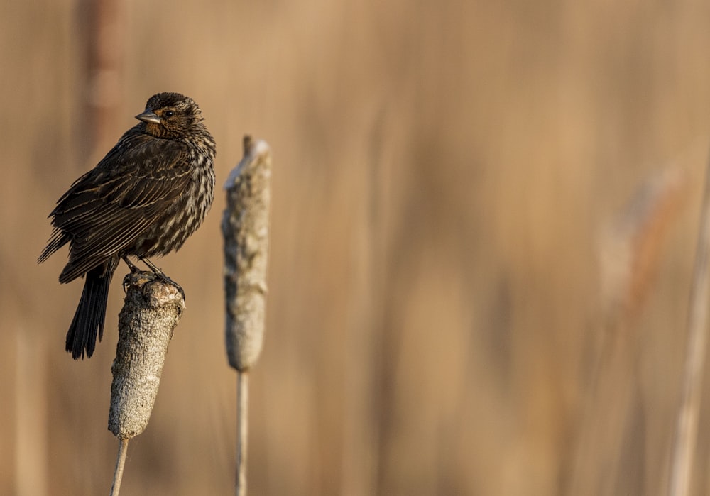 a small bird sitting on top of a plant