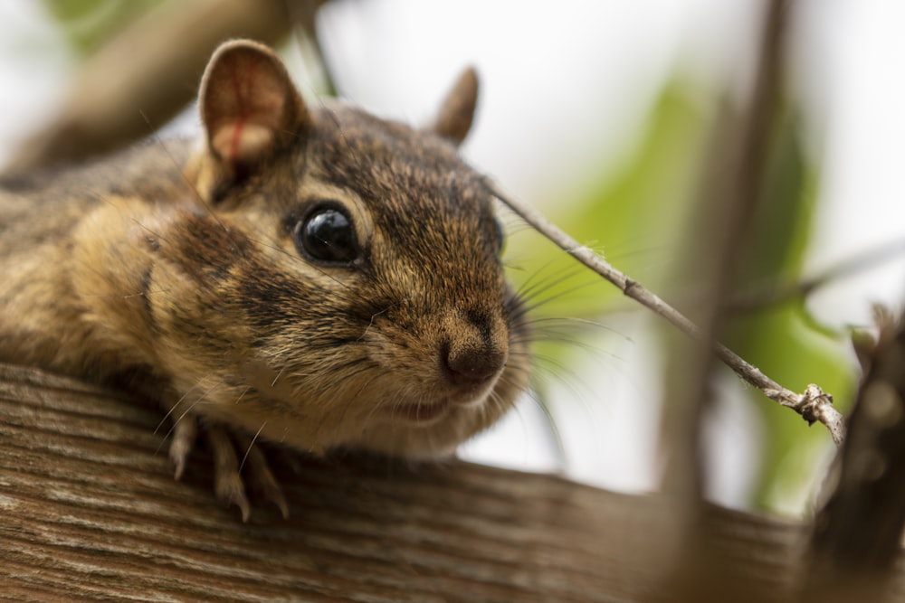 a close up of a small animal on a tree branch