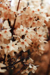 a close up of a bunch of flowers on a tree