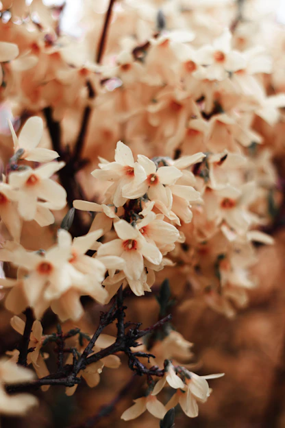 a close up of a bunch of flowers on a tree