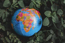 A colorful globe showing geographic regions and countries is nestled among lush green foliage. The focus is primarily on Africa, with vibrant hues highlighting different nations. The surrounding leaves add a natural and organic contrast to the detailed map.
