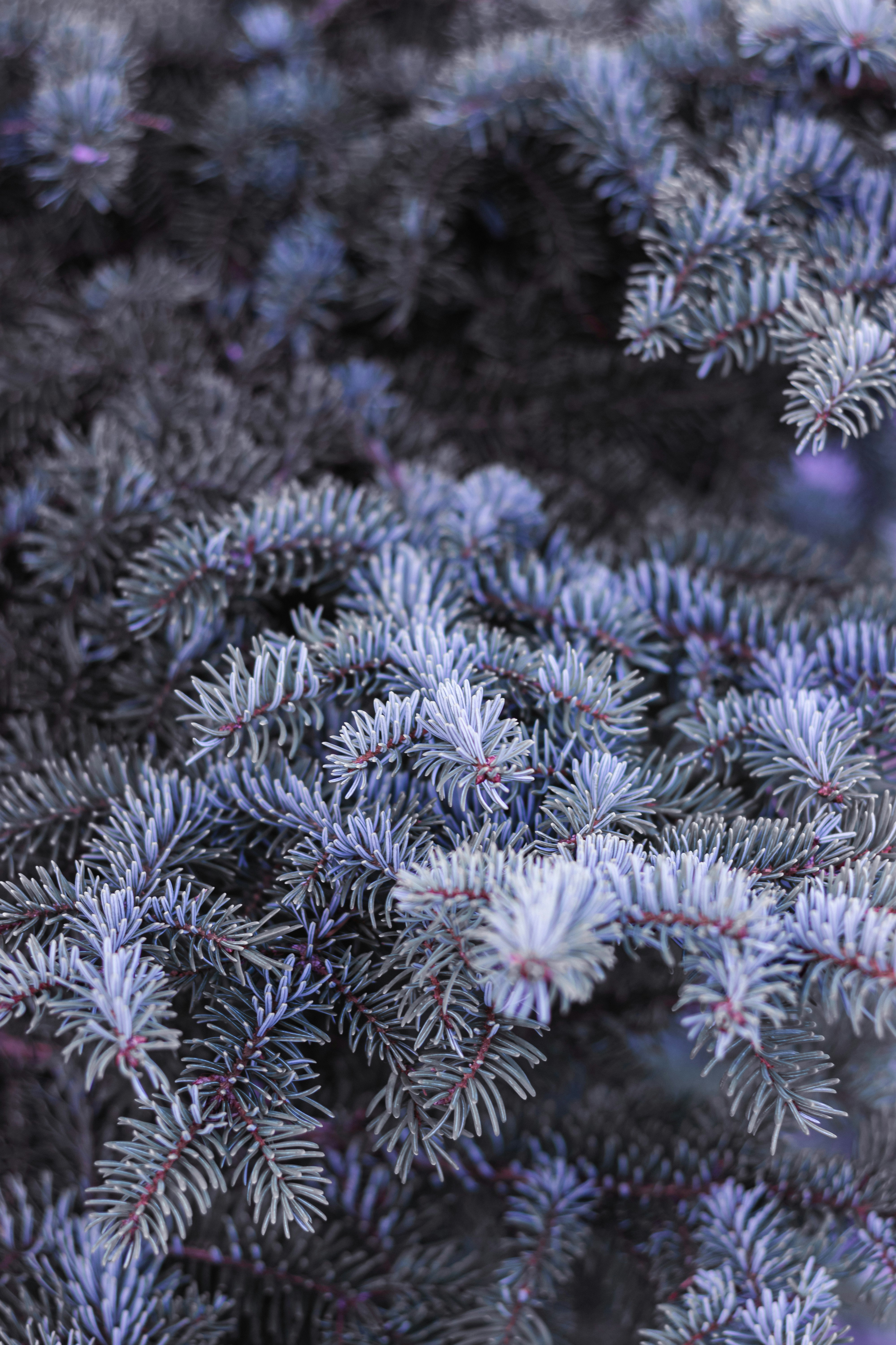 A close up of a bunch of pine needles photo – Free Backgrounds Image on ...