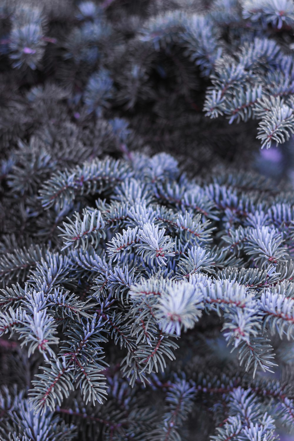 a close up of a bunch of pine needles