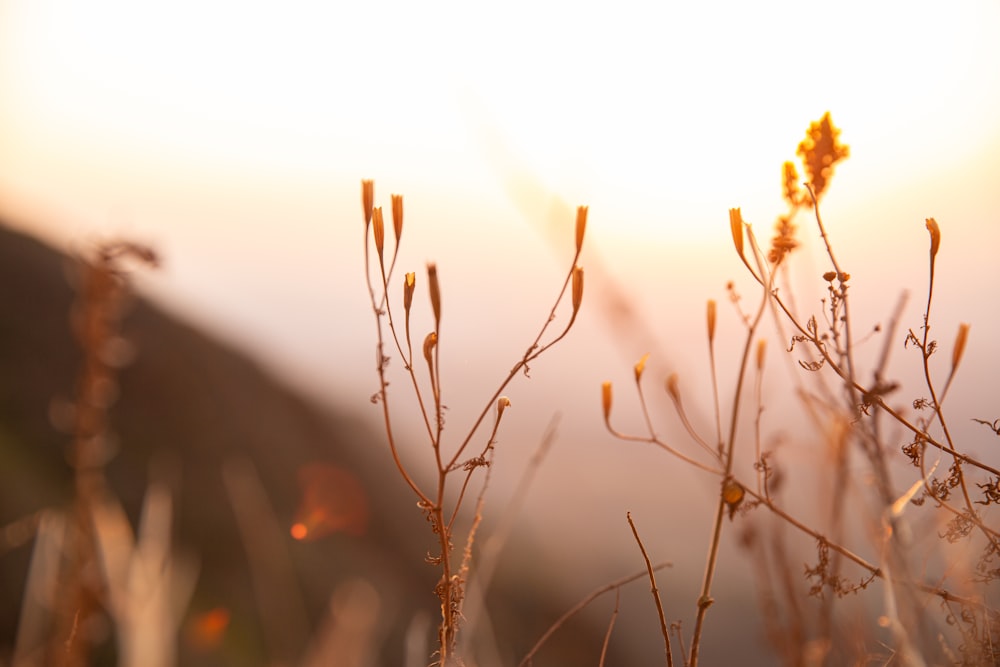 a close up of a plant with the sun in the background