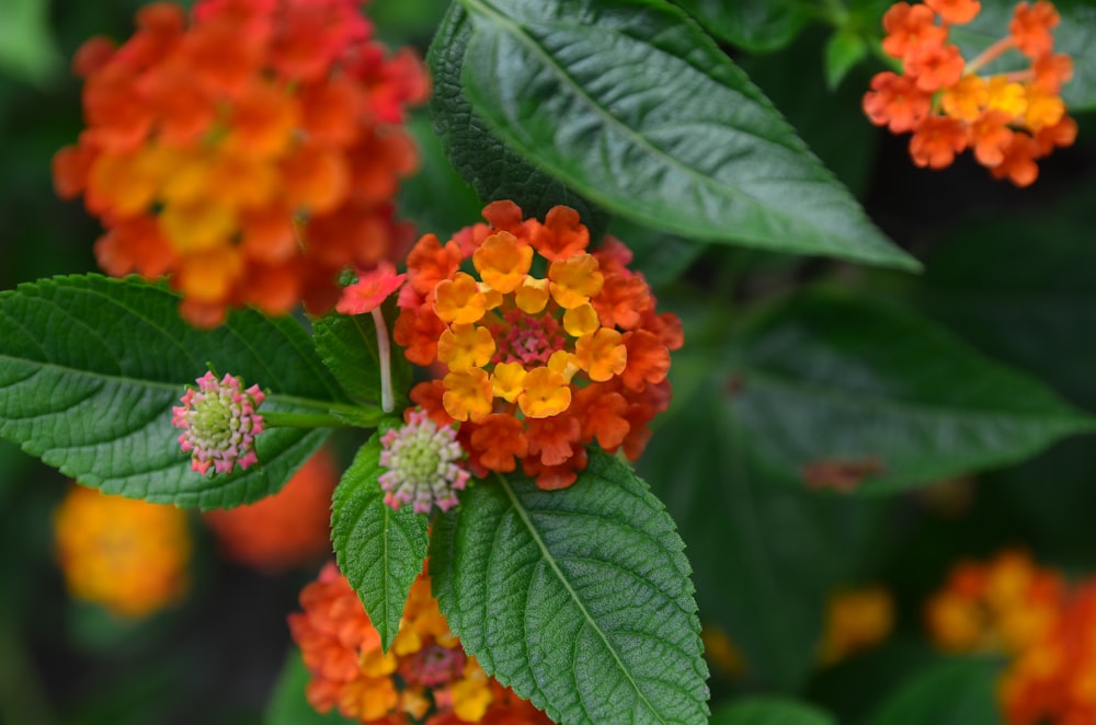 a cluster of orange and yellow flowers with green leaves