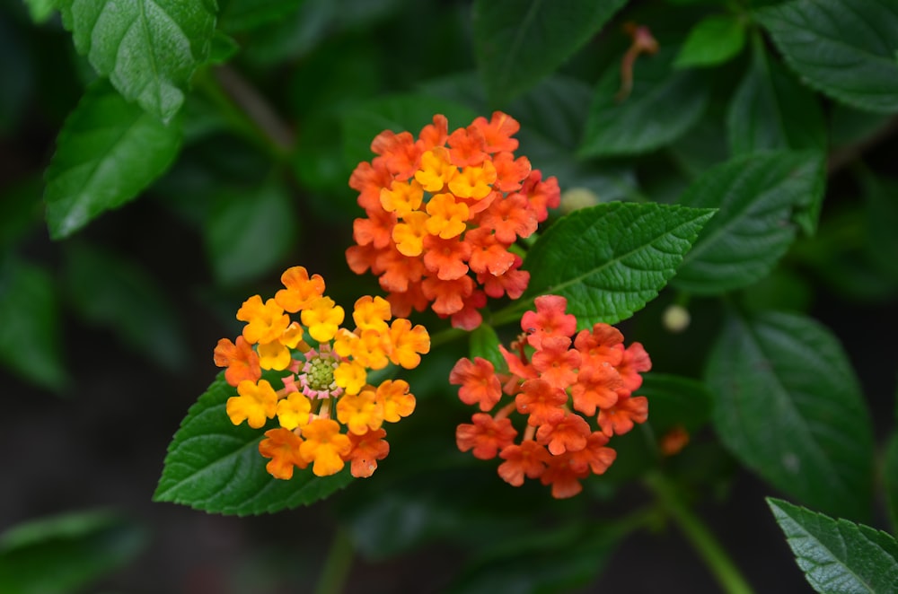 a cluster of orange and yellow flowers with green leaves