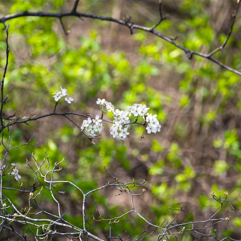 a branch of a tree with white flowers