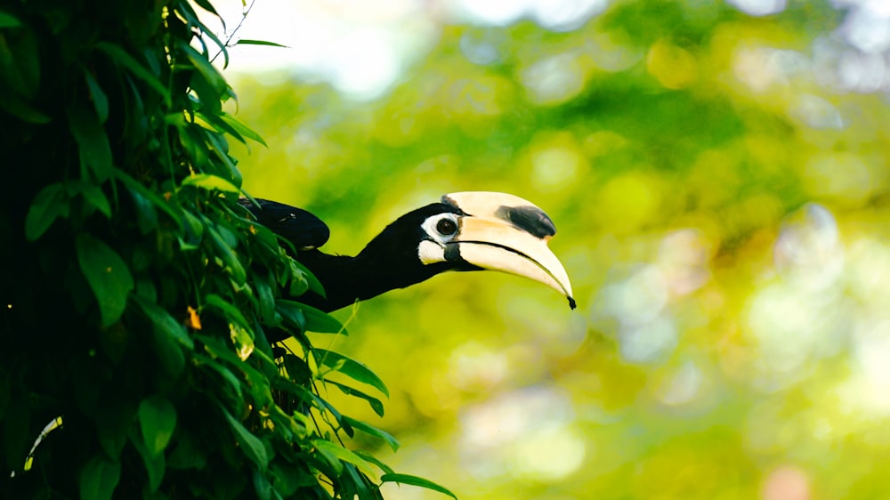 a black and white bird with a yellow beak