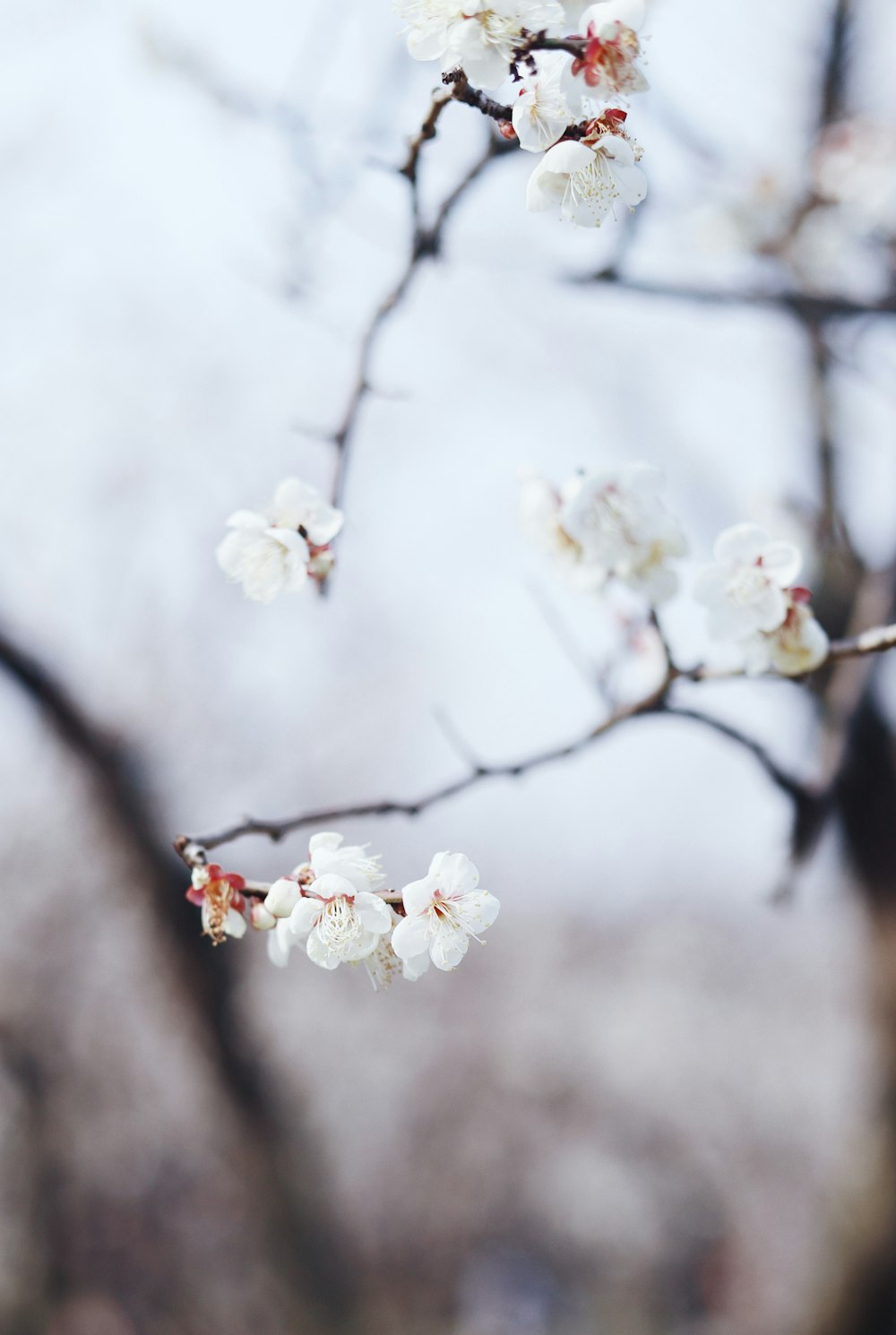 a branch of a tree with white flowers