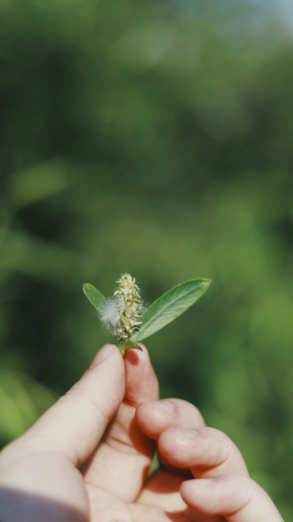 a person holding a small plant in their hand