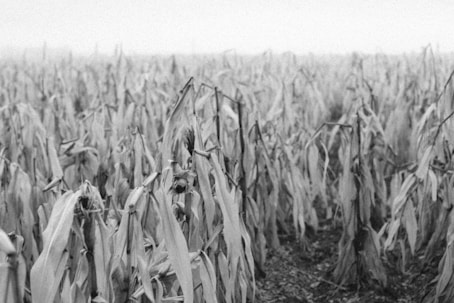 a black and white photo of a corn field
